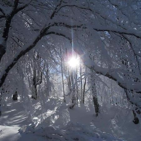 Stara Planina Vila Vesela Kuca Jalovik Izvor Exteriör bild